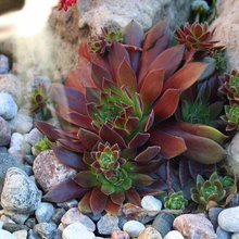 Succulents