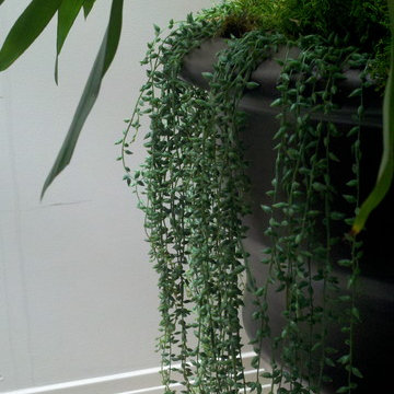 Succulents Indoors for your Interior Spaces
