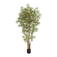 6' Japanese Bamboo Tree