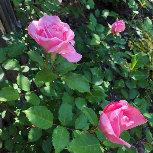 My First Rose Bush Belinda S Dream