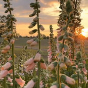 meadow_2022さんの写真