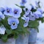 Gloria Gibb's photo
