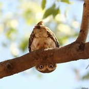 Silva Densa's photo