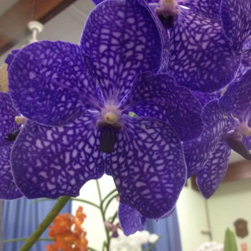 Orchids - by Design