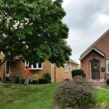 Tree Services