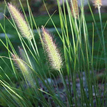 Aménagement complet : allée, terrasse, plantations, éclairage