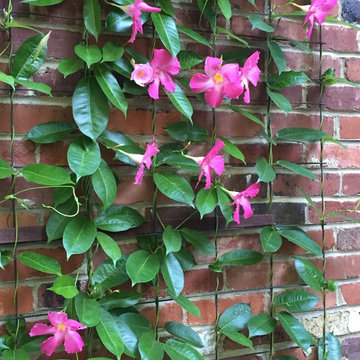 Mandevilla on Wall