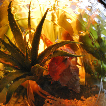 Octopus Garden - Large - Clear