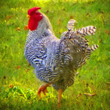 Plymouth Rock Rooster 24x24