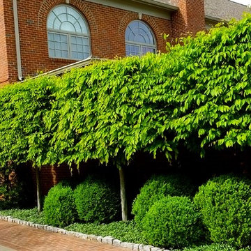 Hornbeam hedge