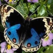 Foto von Dea Dimitrova