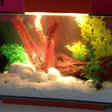 Fish Tanks