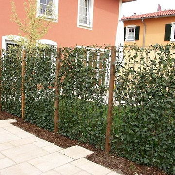 Pflanzen