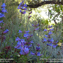 flowers for garden