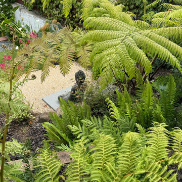 Bird Starbucks - Tree Fern Forest