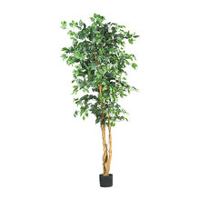 Silk Plants