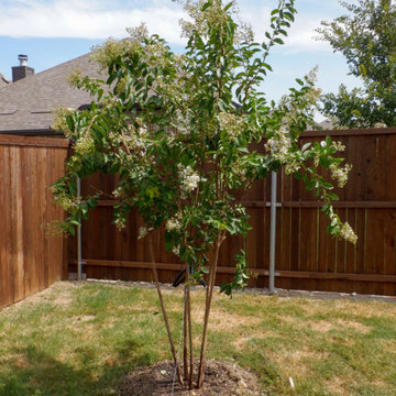 Flowering Trees & Shrubs