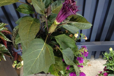 Small backyard deck container garden photo in Seattle