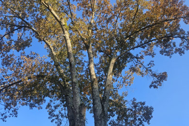 Tree Services