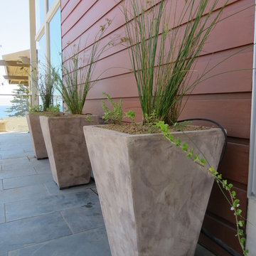 Native Plant Landscape in Laguna Beach