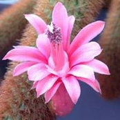 Elizabeth Mok's photo