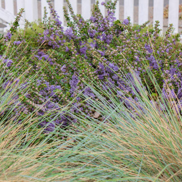 California Native Garden and Bioswale
