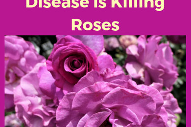 Disease Killing Roses