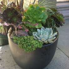 succulents
