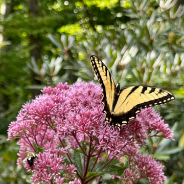 Yellow Swallowtail on Joe Pye