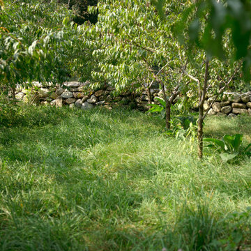 Orchard next to drylaid stone wall