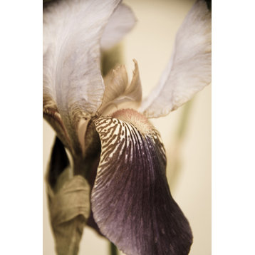 Japanese Iris Delight Aged Floral / Botanical Unframed Wall Art Prints, 8" X 10"