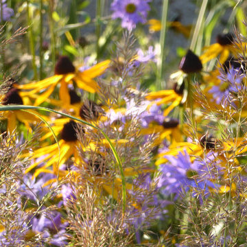 Sun And Shade - Sunny grass planting.