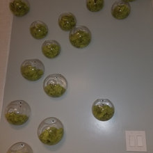 plants