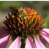 Christine Casey's photo