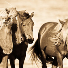 Horse pictures!!