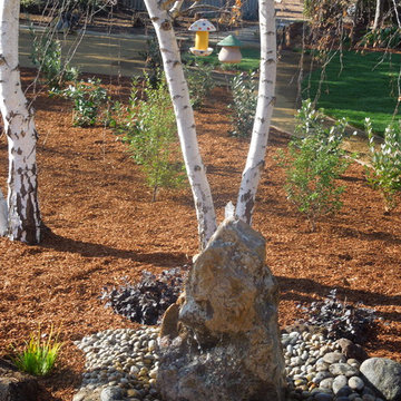 Joe's backyard