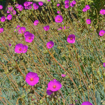 Favorite Plants and Plant Combinations