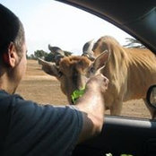 Ofer Shaer's photo