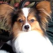 Toni Ross White's photo