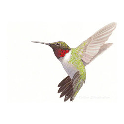 Ruby Throated Hummingbird - Prints And Posters