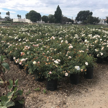 Local Nurseries