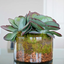 Succulent Centerpiece