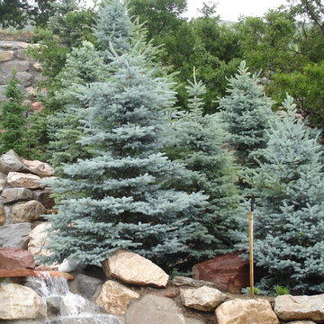 Evergreen Trees