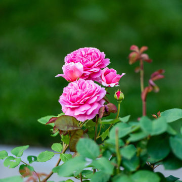 Pink Rose