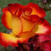Sharon Kane's photo