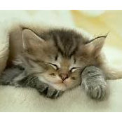 Raniero Sirol's photo