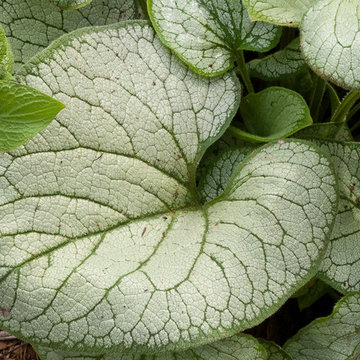 2014 flowers and foliage