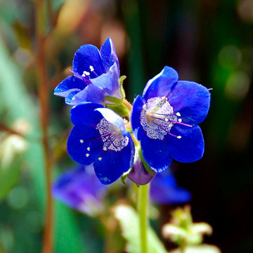 Phacelia Parryi