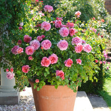 roses