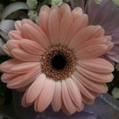 Torey Stevenson's photo